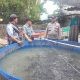 Polsek Cerme Monitoring Kolam Budidaya Lele di Desa Dungus, Perkuat Ketahanan Pangan Menuju Swasembada Nasional