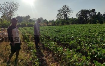 Polsek Bungah Cek Tanaman Kacang Hijau di Desa Melirang, Wujud Dukungan Nyata Ketahanan Pangan Nasional