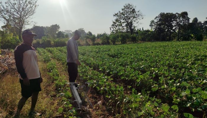 Polsek Bungah Cek Tanaman Kacang Hijau di Desa Melirang, Wujud Dukungan Nyata Ketahanan Pangan Nasional