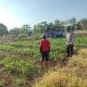 Sinergi Polsek Bungah dan Petani Perkuat Ketahanan Pangan, Tanaman Kacang Hijau di Melirang Dipantau Intensif