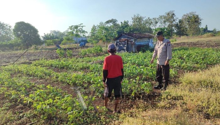 Sinergi Polsek Bungah dan Petani Perkuat Ketahanan Pangan, Tanaman Kacang Hijau di Melirang Dipantau Intensif