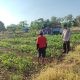 Sinergi Polsek Bungah dan Petani Perkuat Ketahanan Pangan, Tanaman Kacang Hijau di Melirang Dipantau Intensif