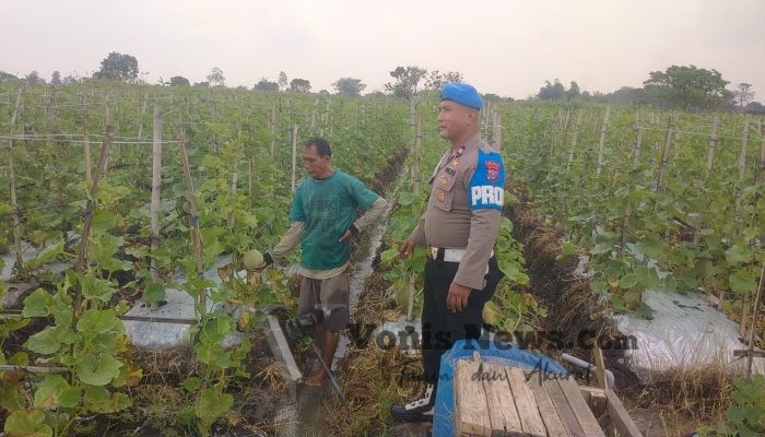 Polres Gresik Dampingi Budidaya Melon di Balongpanggang, Perkuat Ketahanan Pangan Menuju Swasembada