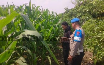 Wujudkan Swasembada Pangan, Polsek Balongpanggang Tinjau Lahan Jagung di Desa Dapet