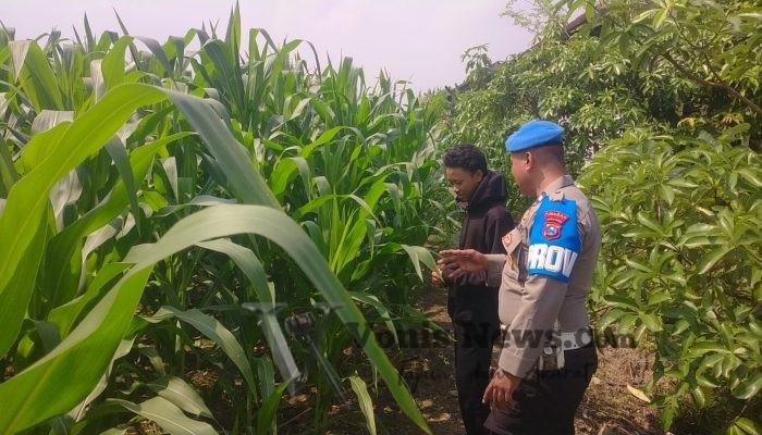 Wujudkan Swasembada Pangan, Polsek Balongpanggang Tinjau Lahan Jagung di Desa Dapet