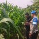 Wujudkan Swasembada Pangan, Polsek Balongpanggang Tinjau Lahan Jagung di Desa Dapet
