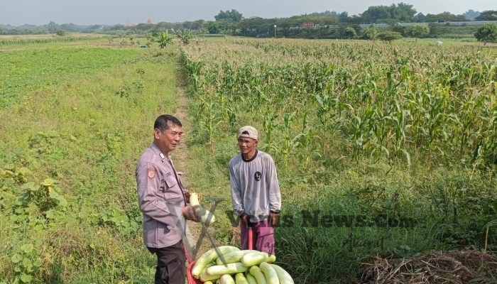 Polsek Wringinanom Cek Tanaman Labu di Kedunganyar, Perkuat Ketahanan Pangan Menuju Swasembada Nasional