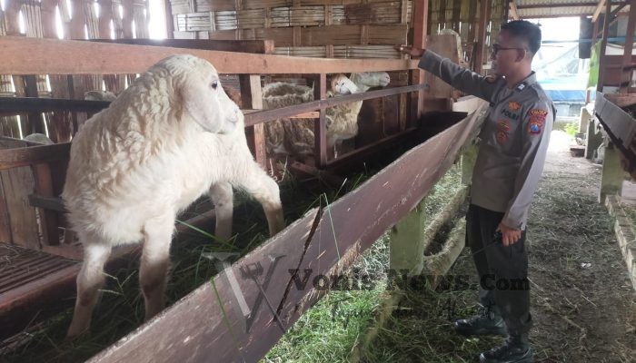 Polsek Manyar Cek Peternakan Kambing di Desa Peganden, Perkuat Dukungan Ketahanan Pangan Nasional