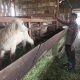 Polsek Manyar Cek Peternakan Kambing di Desa Peganden, Perkuat Dukungan Ketahanan Pangan Nasional