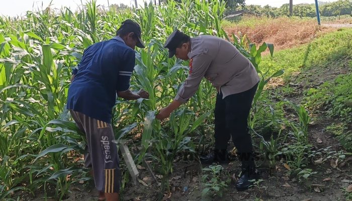 Polsek Wringinanom Cek Tanaman Jagung di Desa Sumberwaru, Perkuat Dukungan Program Swasembada Pangan Nasional