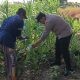 Polsek Wringinanom Cek Tanaman Jagung di Desa Sumberwaru, Perkuat Dukungan Program Swasembada Pangan Nasional