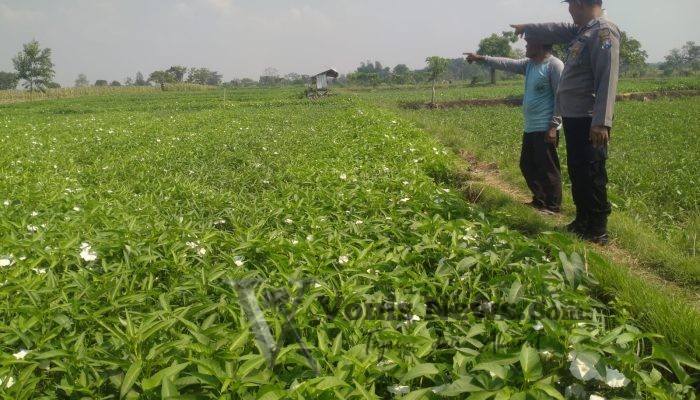 Polsek Balongpanggang Cek Budidaya Kangkung di Desa Tanahlandean, Wujud Dukungan Swasembada Pangan Nasional