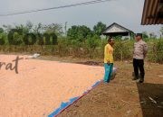 Polsek Panceng Cek Hasil Panen Jagung di Desa Surowiti, Perkuat Dukungan Swasembada Pangan Nasional