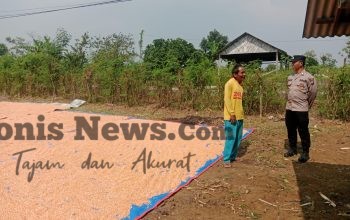 Polsek Panceng Cek Hasil Panen Jagung di Desa Surowiti, Perkuat Dukungan Swasembada Pangan Nasional