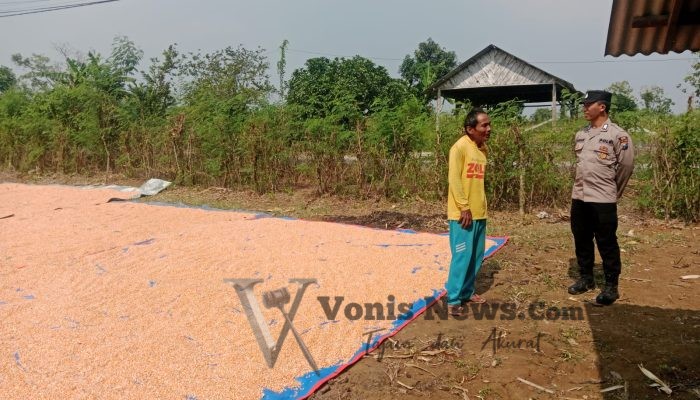 Polsek Panceng Cek Hasil Panen Jagung di Desa Surowiti, Perkuat Dukungan Swasembada Pangan Nasional