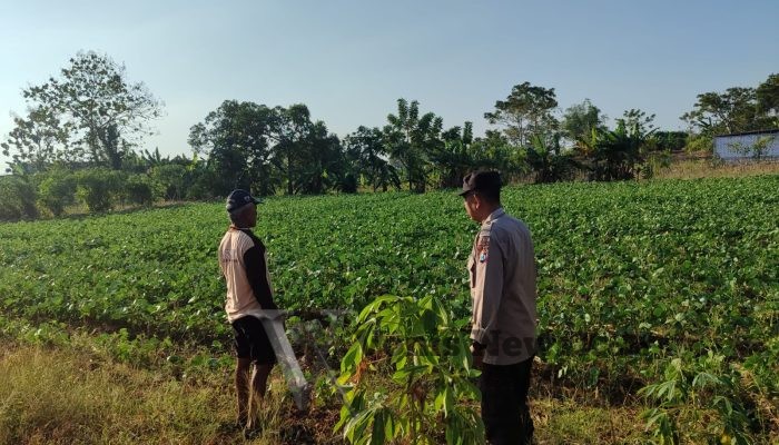 Polsek Bungah Cek Perkembangan Tanaman Kacang Hijau di Desa Melirang, Dukung Program Swasembada Pangan Nasional