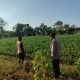 Polsek Bungah Cek Perkembangan Tanaman Kacang Hijau di Desa Melirang, Dukung Program Swasembada Pangan Nasional