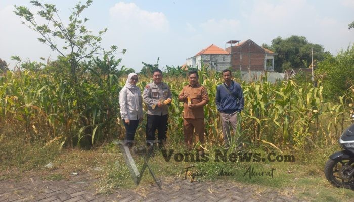 Polres Gresik Dukung Ketahanan Pangan Nasional, Polsek Cerme Cek Pertumbuhan Tanaman Jagung di Desa Betiting