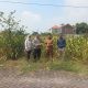 Polres Gresik Dukung Ketahanan Pangan Nasional, Polsek Cerme Cek Pertumbuhan Tanaman Jagung di Desa Betiting