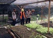 Kapolsek Manyar Cek Tanaman Sawi di Desa Manyarrejo, Wujud Dukungan Polres Gresik terhadap Ketahanan Pangan Nasional