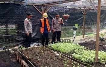 Kapolsek Manyar Cek Tanaman Sawi di Desa Manyarrejo, Wujud Dukungan Polres Gresik terhadap Ketahanan Pangan Nasional