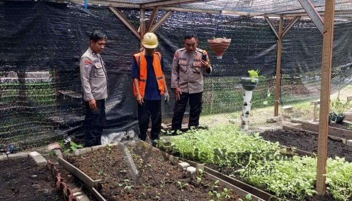 Kapolsek Manyar Cek Tanaman Sawi di Desa Manyarrejo, Wujud Dukungan Polres Gresik terhadap Ketahanan Pangan Nasional