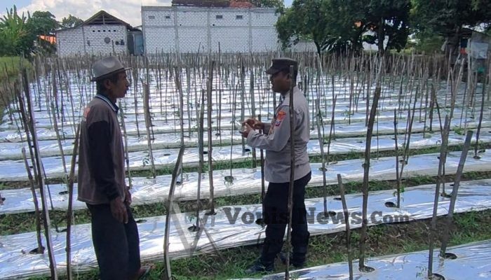Polsek Sidayu Monitoring Tanaman Tomat di Desa Lasem, Dukung Program Ketahanan Pangan Nasional