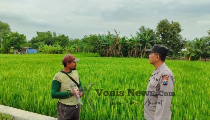 Polres Gresik Dukung Swasembada Pangan, Cek Pertumbuhan Tanaman Padi di Kecamatan Bungah