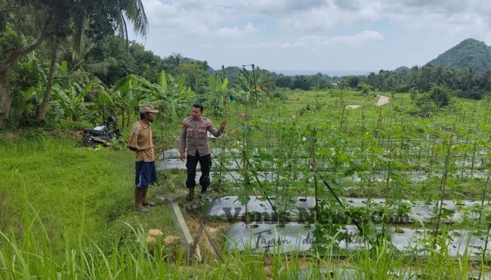 Polsek Sangkapura Cek Pertanian Tanaman Pare di Desa Patar Selamat, Perkuat Ketahanan Pangan Nasional