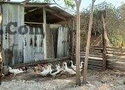 Polres Gresik Perkuat Ketahanan Pangan, Monitoring Peternakan Bebek di Panceng Dukung Swasembada Nasional