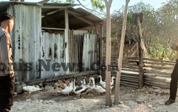 Polres Gresik Perkuat Ketahanan Pangan, Monitoring Peternakan Bebek di Panceng Dukung Swasembada Nasional