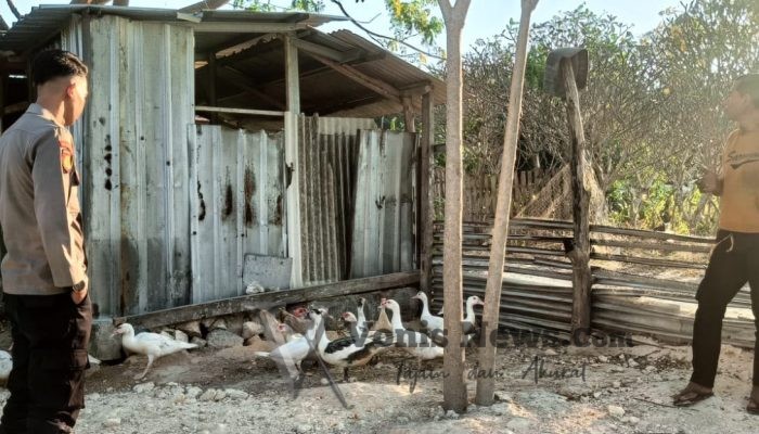 Polres Gresik Perkuat Ketahanan Pangan, Monitoring Peternakan Bebek di Panceng Dukung Swasembada Nasional