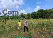 Kapolsek Sangkapura Cek Tanaman Cabai di Desa Lebak, Dukung Program Ketahanan Pangan Nasional