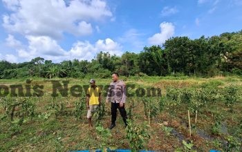 Kapolsek Sangkapura Cek Tanaman Cabai di Desa Lebak, Dukung Program Ketahanan Pangan Nasional