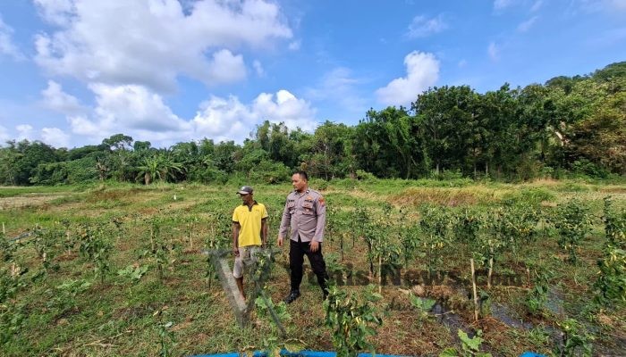 Kapolsek Sangkapura Cek Tanaman Cabai di Desa Lebak, Dukung Program Ketahanan Pangan Nasional