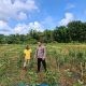 Kapolsek Sangkapura Cek Tanaman Cabai di Desa Lebak, Dukung Program Ketahanan Pangan Nasional