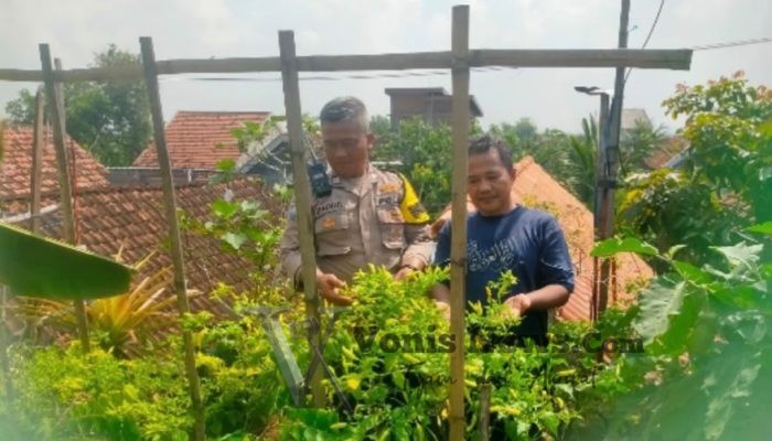 Dukung Swasembada Pangan, Polres Gresik Monitoring Lahan Cabai di Desa Babakbawo Menulis