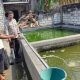 Dukung Ketahanan Pangan Nasional, Polsek Bungah Tinjau Budidaya Ikan Lele Warga di Desa Indrodelik