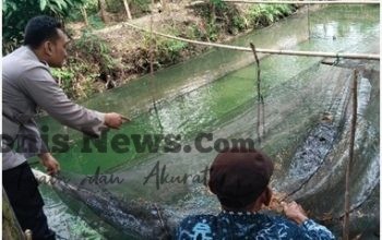 Polsek Benjeng Cek Budidaya Lele di Bengkelolor, Perkuat Ketahanan Pangan Nasional dan Dukung Swasembada Pangan