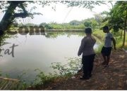 Dukung Ketahanan Pangan Nasional, Polsek Kedamean Pantau Budidaya Ikan di Waduk Desa Menunggal