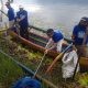 Gerakan Langit Biru Partai Demokrat Tebar Ribuan Ikan Mujair dan Bersihkan Danau Beratan