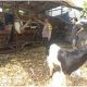 Kapolres Gresik Instruksikan Polsek Dukun Cek Peternak Kambing, Perkuat Ketahanan Pangan Nasional