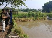 Dukung Swasembada Pangan, Kapolres Gresik Kerahkan Polsek Driyorejo Pantau Budidaya Ikan Nila di Desa Tanjungan