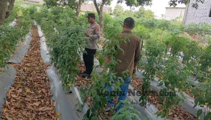 Kapolres Gresik Instruksikan Polsek Sidayu Cek Lahan Cabai, Perkuat Ketahanan Pangan dan Stabilitas Harga