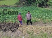 Polsek Balongpanggang Pantau Lahan Kangkung di Desa Brangkal, Perkuat Dukungan Ketahanan Pangan Nasional