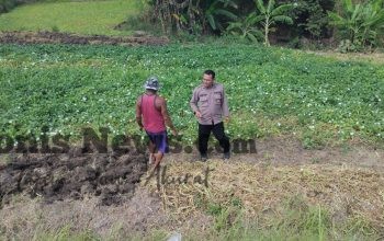 Polsek Balongpanggang Pantau Lahan Kangkung di Desa Brangkal, Perkuat Dukungan Ketahanan Pangan Nasional