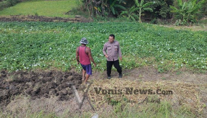 Polsek Balongpanggang Pantau Lahan Kangkung di Desa Brangkal, Perkuat Dukungan Ketahanan Pangan Nasional