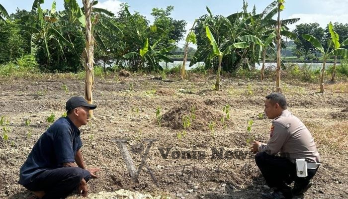 Polsek Kebomas Monitoring Tanaman Jagung di Desa Kembangan, Perkuat Dukungan Ketahanan Pangan Nasional