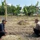 Polsek Kebomas Monitoring Tanaman Jagung di Desa Kembangan, Perkuat Dukungan Ketahanan Pangan Nasional