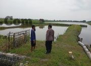 Polsek Duduksampeyan Monitoring Tambak Ikan di Wadak Kidul, Perkuat Ketahanan Pangan Nasional